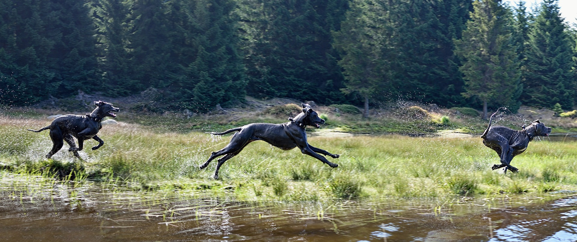 running dog